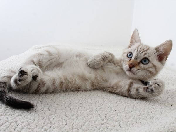 how long does cat urine odor last