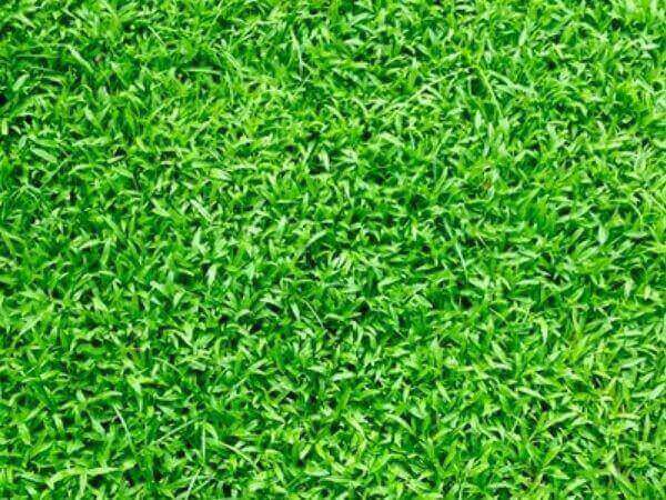 best vacuums for artificial turf